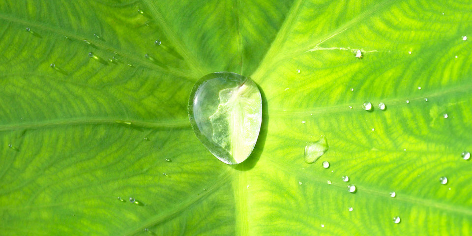 Effet Lotus ou effet déperlant - La connaissance pratique - Entreprise -  DUSCHOLUX - la douche et le luxe